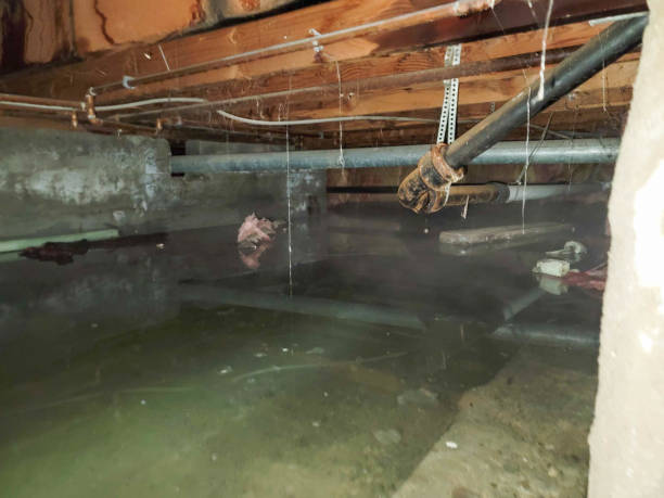 Best Water damage restoration specialists  in Cedar Ridge, CA